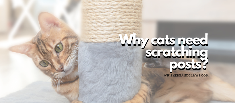 Why cats need scratching posts?